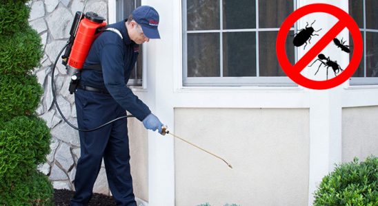 Doğanlar Pire İlaçlama böcek ilaçlama ve haşere kontrolü — ilaclama-tr.com